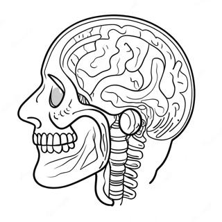 Anatomy And Physiology Coloring Page 17089-13775