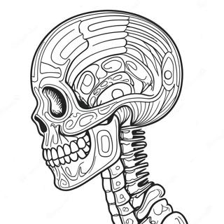 Detailed Human Skeleton Coloring Page 17090-13780