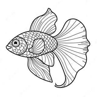 Beta Fish Coloring Pages