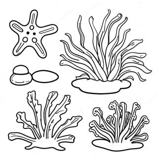 Seaweed Coloring Page 24631-19780