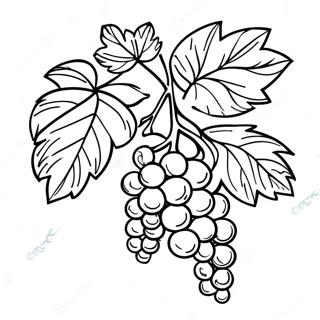 Vine Coloring Pages