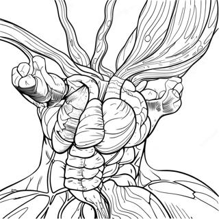 Human Muscles Anatomy Coloring Page 31173-24967