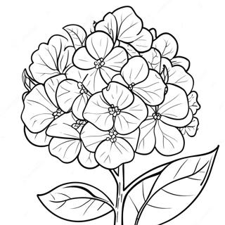 Hydrangea Flower Coloring Page 35773-28625