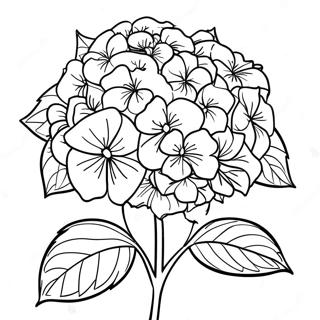 Hydrangea Flower Coloring Page 35773-28627