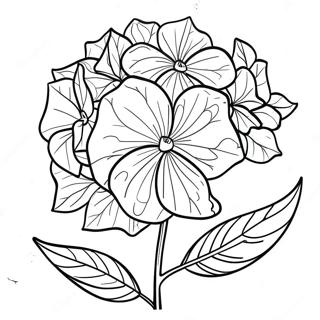 Hydrangea Flower Coloring Page 35773-28628