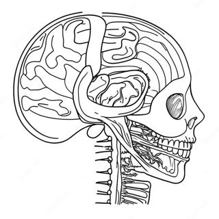 Anatomy And Physiology Workpages Coloring Pages