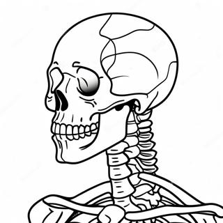 Human Skeleton Anatomy Coloring Page 37084-29673