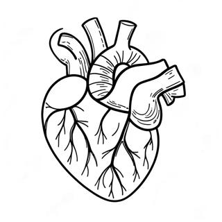 Realistic Human Heart Coloring Page 3917-3172