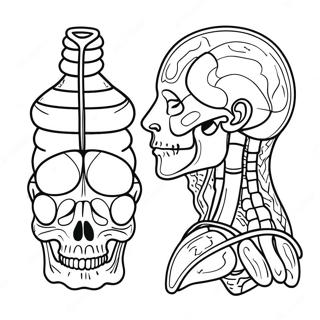 Human Anatomy Coloring Page 40953-32705