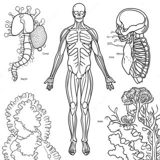 Body Systems Coloring Pages