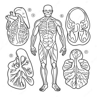 Body Systems Coloring Page 41833-33406