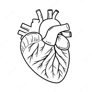 Colorful Human Heart Anatomy Coloring Page 41834-33410