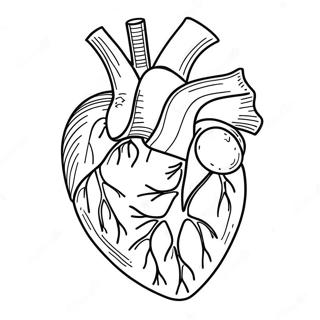 Colorful Human Heart Anatomy Coloring Page 41834-33411