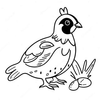 Quail Coloring Page 49613-39605