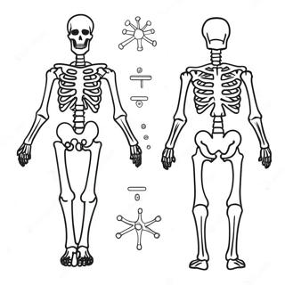 Skeletal System Coloring Page 50343-40182