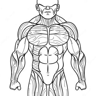 Muscle Anatomy Coloring Page 50543-40346