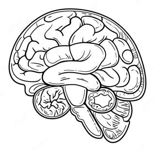 Anatomy Of The Brain Coloring Pages