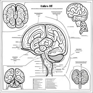 Anatomy Of The Brain Coloring Page 52933-42252