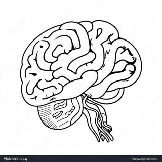 Colorful Brain Parts Coloring Page 52934-42253