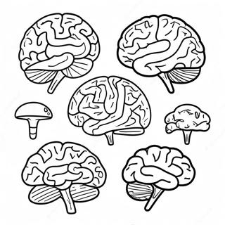 Colorful Brain Parts Coloring Page 52934-42255