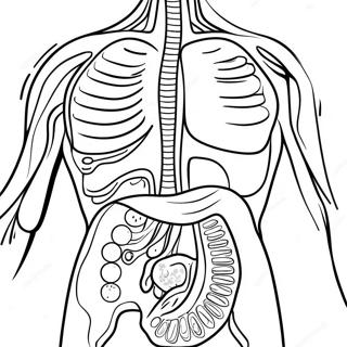 Digestive System Anatomy Coloring Page 53193-42459