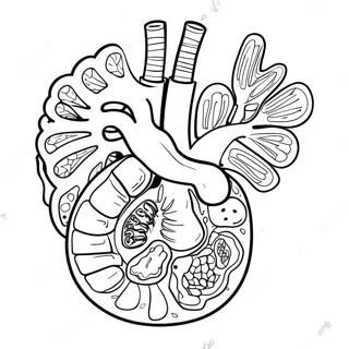 Colorful Digestive Organs Coloring Page 53194-42468