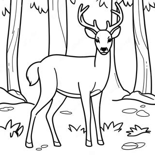 White Tailed Deer Coloring Pages