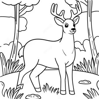 Graceful White Tailed Deer In Meadow Coloring Page 58844-47213