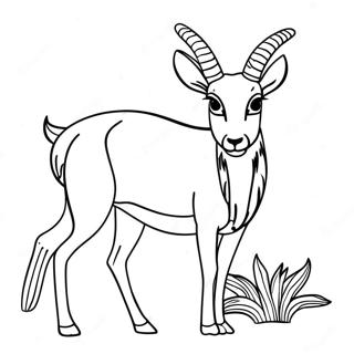 Antelope Coloring Page 62163-49846