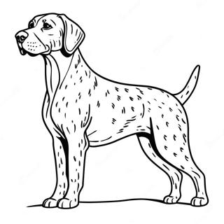 Playful German Shorthaired Pointer Coloring Page 65644-52609