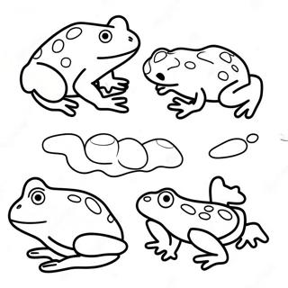 Frog Life Cycle Stages Coloring Page 70213-56279