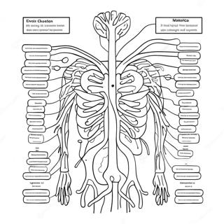 Circulatory System Diagram Coloring Page 72832-58352