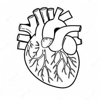 Heart And Blood Vessels Coloring Page 72833-58353