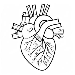 Heart And Blood Vessels Coloring Page 72833-58356