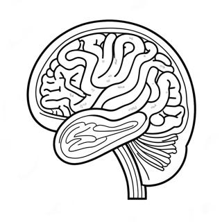 Anatomy Of Brain Coloring Page 73222-58669