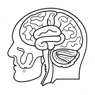 Anatomy Of Brain Coloring Page 73222-58670