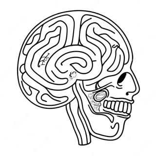 Anatomy Of Brain Coloring Page 73222-58671