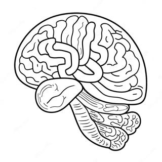 Anatomy Of Brain Coloring Page 73222-58672