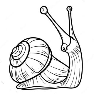 Snail Coloring Page 8506-6966