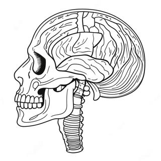 Anatomy Coloring Page 981-781