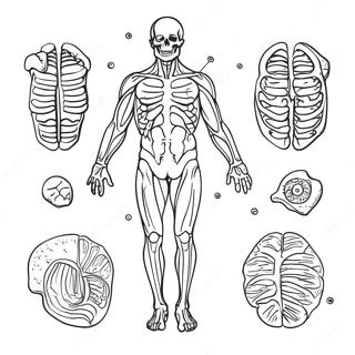 Anatomy Coloring Page 981-782